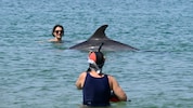 Ein Delfin gesellt sich an einem französischen Strand gern unter die Badegäste. Das könnte ...