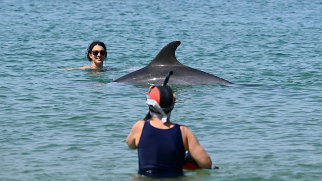 Ein Delfin gesellt sich an einem französischen Strand gern unter die Badegäste. Das könnte ...