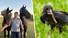 Stallbesitzer Markus Szedenik ist am Ende seines Lateins. Er weiß nicht mehr, wie er gegen die ...