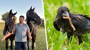 Stallbesitzer Markus Szedenik ist am Ende seines Lateins. Er weiß nicht mehr, wie er gegen die ...