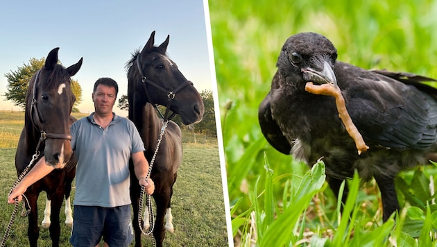 Stallbesitzer Markus Szedenik ist am Ende seines Lateins. Er weiß nicht mehr, wie er gegen die ...