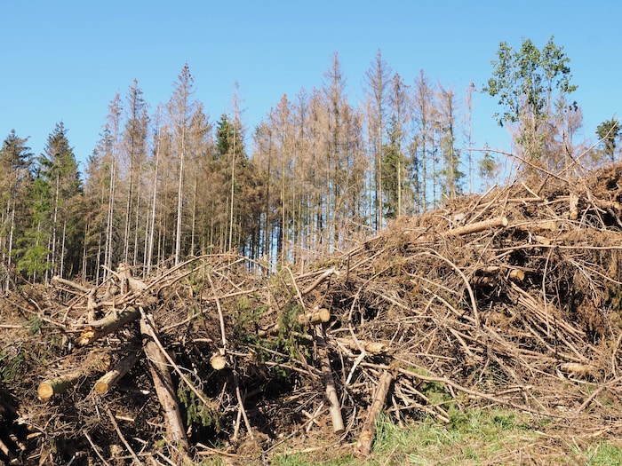 Die Trockenheit und der Borkenkäfer setzen den heimischen Wäldern zu.