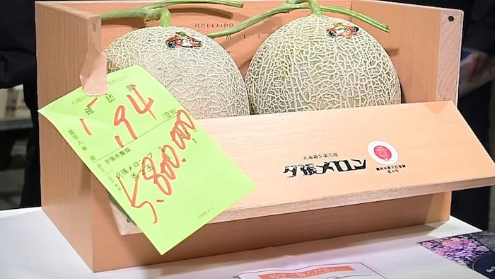 Dieses Paar Yubari-Melonen wurde bei der ersten Auktion der Saison zu einen Rekordpreis von 5,8 ...