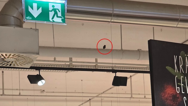 Ein kleiner Spatz lebt seit mehreren Monaten in einer Interspar Filiale. Der Weg in die Freiheit ...