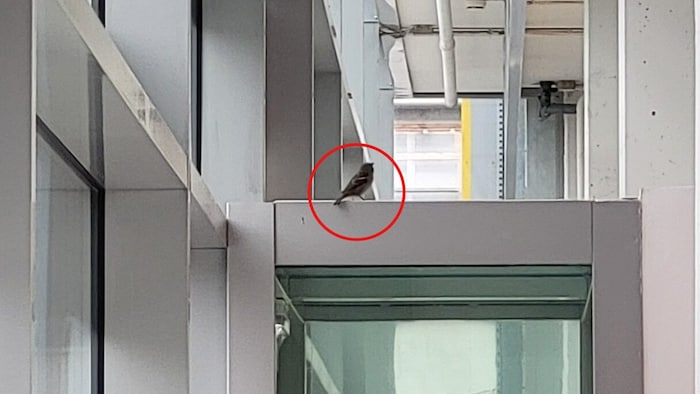 Die großen Glasfronten locken den Vogel an, doch dort gibt es leider keinen Ausweg für ihn.