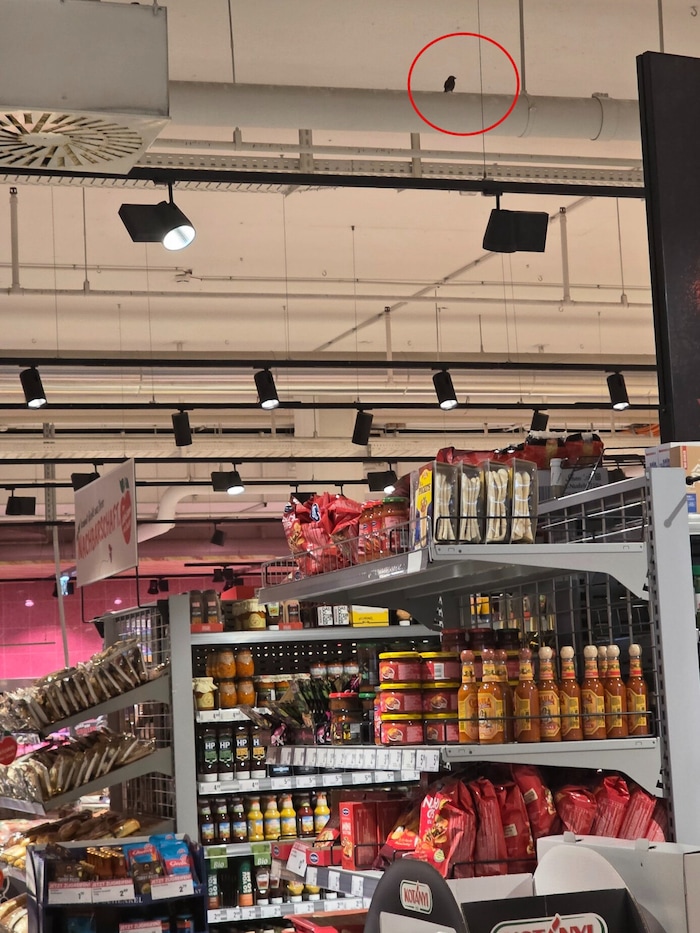 Das Bild zeigt die Größenverhältnisse: Riesengroßer Supermarkt – sehr kleiner Vogel...