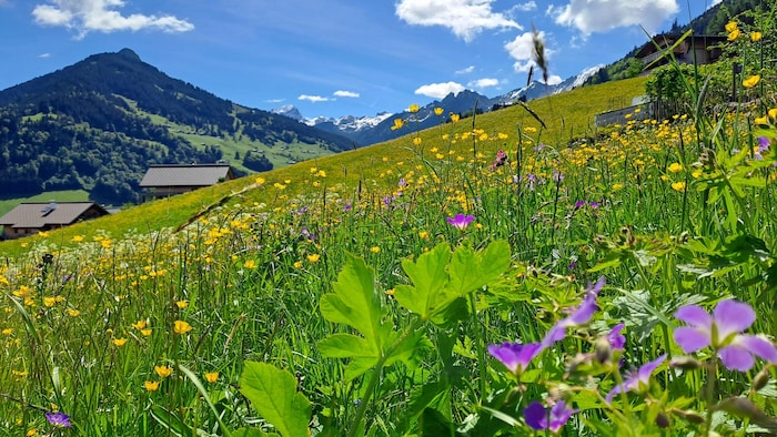 Im Großen Walsertal sind die Wiesen noch bunt.