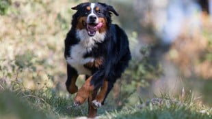 Dem Familienhund war der Abstecher auf den Downhill- Trail wohl zu anstrengend. Wegen ...