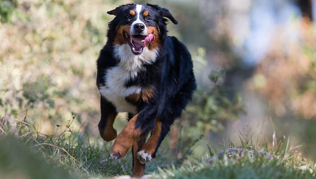 Dem Familienhund war der Abstecher auf den Downhill- Trail wohl zu anstrengend. Wegen ...