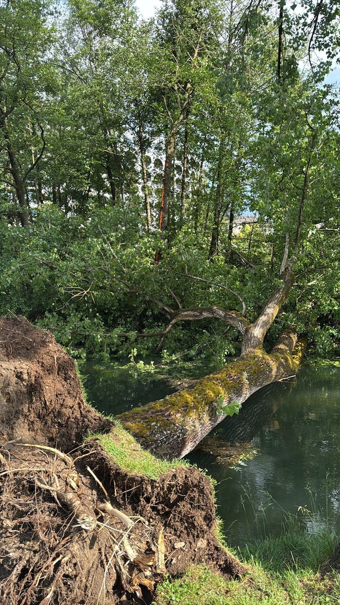 Beim Lendkanal wurde ein Baum aufgrund des Sturmes entwurzelt. Nun müssen ihn die Einsatzkräfte ...