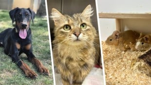 Ludwig, Liesl und die beiden Degus Toffee und Noisette warten noch auf ihre Traumplätze.