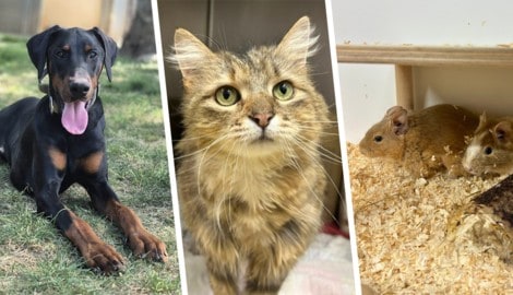 Ludwig, Liesl und die beiden Degus Toffee und Noisette warten noch auf ihre Traumplätze.