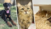 Ludwig, Liesl und die beiden Degus Toffee und Noisette warten noch auf ihre Traumplätze.