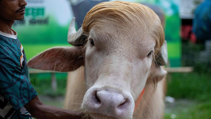 Hat die Haare schön: Der Albino-Büffel mit dem Namen „Donald Trump“.