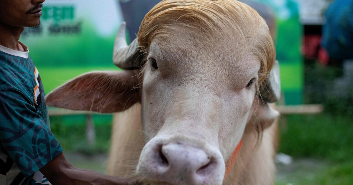 Rare Albino Buffalo Resembling US President Faces Threat