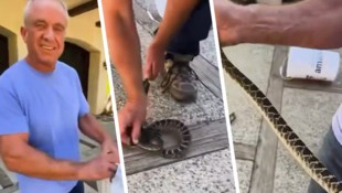 „Als Reaktion auf die vielen Kommentare über giftige Schlangen zeigt dieses Video, wie Cheryl ...