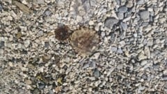 Die Qualle wurde von einer „Krone“-Lesereporterin an einer Küste in Kroatien gesichtet.