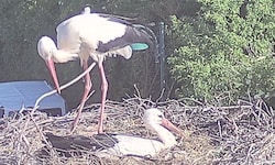 Die Eltern wachen über das verbleibende Jungtier in Breitenau, finden aber außer Ästen kaum ...