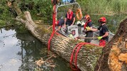 Für die Beseitigung der 70-jährigen Pappel mussten die Einsatzkräfte der Berufsfeuerwehr ...