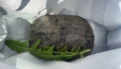 In einer Einkaufstasche ging es für die Schildkröte, die etwa so groß ist wie ein ...