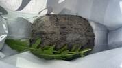 In einer Einkaufstasche ging es für die Schildkröte, die etwa so groß ist wie ein ...