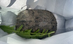 In einer Einkaufstasche ging es für die Schildkröte, die etwa so groß ist wie ein ...