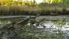 Die vorläufige Klimabilanz der Geosphere bestätigt nun: 2026 brachte den trockensten Frühling ...