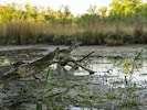 Die vorläufige Klimabilanz der Geosphere bestätigt nun: 2026 brachte den trockensten Frühling ...
