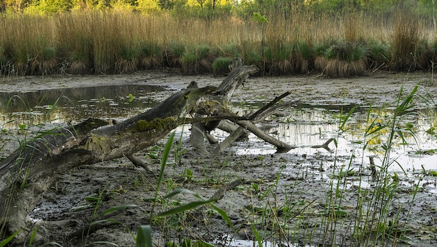 Die vorläufige Klimabilanz der Geosphere bestätigt nun: 2026 brachte den trockensten Frühling ...