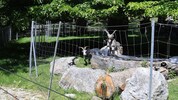 Vier Täter sind in das Wildtiergehege eingestiegen und haben die Tiere durch die Anlage gehetzt  ...
