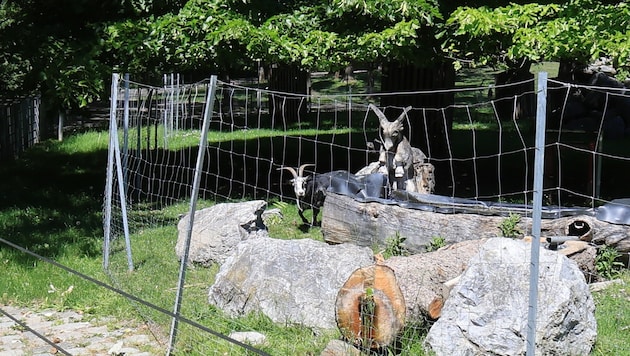Vier Täter sind in das Wildtiergehege eingestiegen und haben die Tiere durch die Anlage gehetzt ...