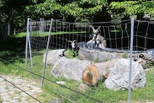 Vier Täter sind in das Wildtiergehege eingestiegen und haben die Tiere durch die Anlage gehetzt  ...
