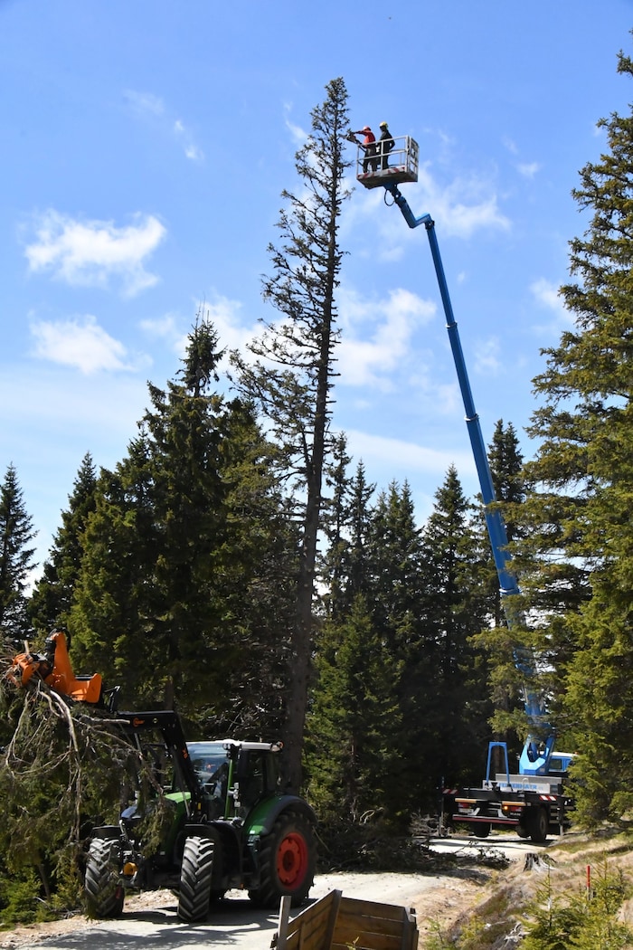 Einige Bäume entlang der Strecke zum Windpark verlieren ihre Äste, damit die Rotorblätter zum ...