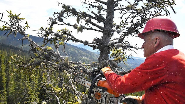 Franz Dorner legt selbst Hand an: Der 32 Meter hohe Fichtenbaum beherbergt Fledermäuse und ...