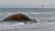 Der Wal war nach mehreren Strandungen und einer aufwendigen Rettungsaktion Mitte Mai tot vor der ...