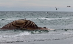Der Wal war nach mehreren Strandungen und einer aufwendigen Rettungsaktion Mitte Mai tot vor der ...