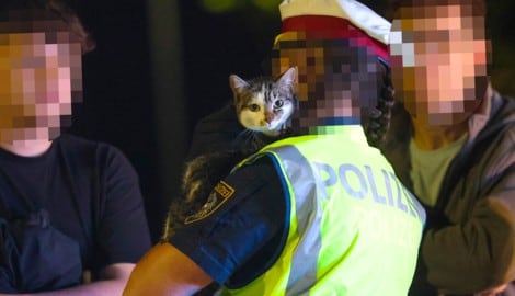 Die Katze war sichtlich dankbar über ihre Rettung