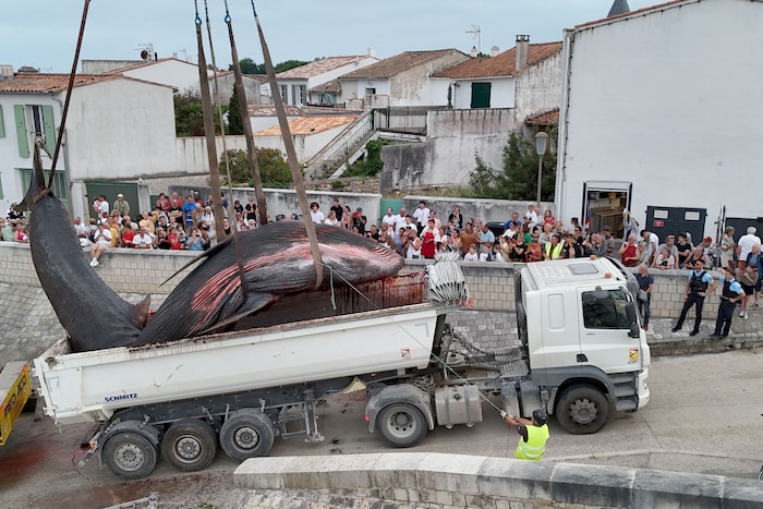 Der riesige Wal war länger als die große Ladefläche des Lkw.