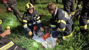 Die Einsatzkräfte konnten das junge Tier aus einem Bachbett retten. 