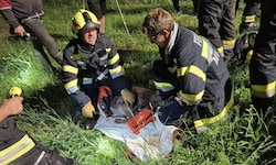 Die Einsatzkräfte konnten das junge Tier aus einem Bachbett retten. 