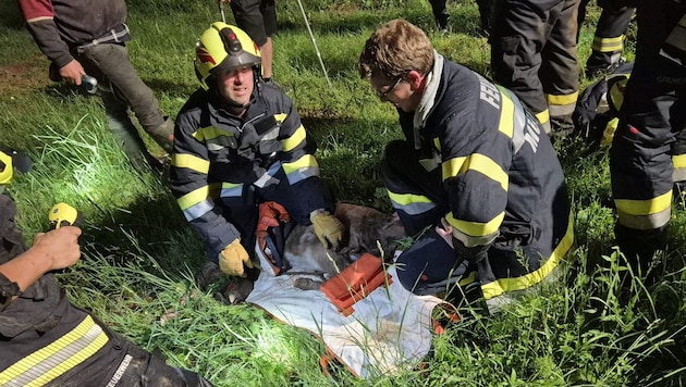 Die Einsatzkräfte konnten das junge Tier aus einem Bachbett retten.