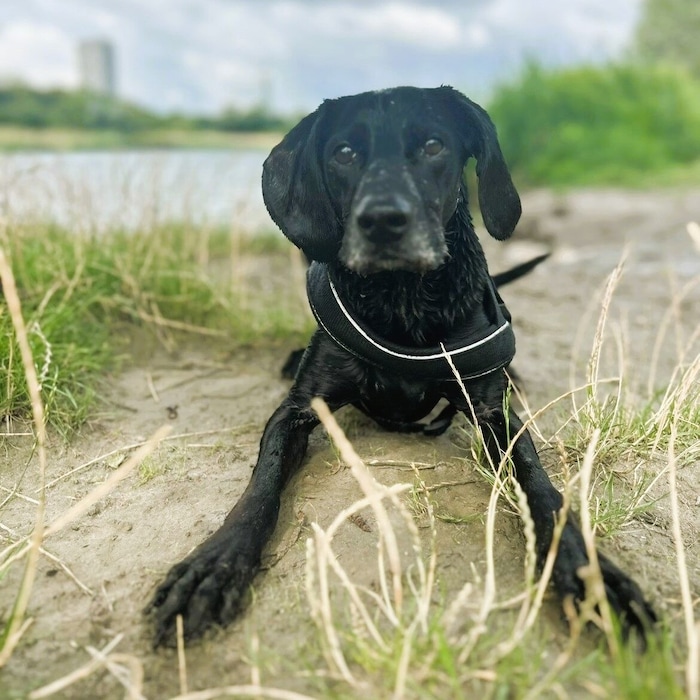 „Zigo“, ein aufgeweckter Rüde mit Freude am Entdecken.