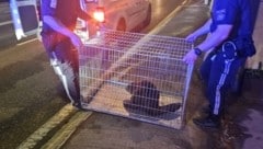 In einer Transportbox wurde der Biber wieder in die Donau gebracht.
