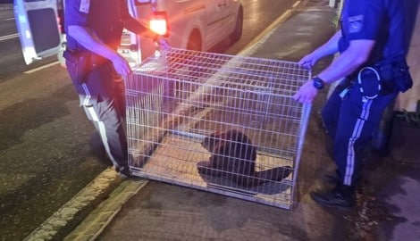 In einer Transportbox wurde der Biber wieder in die Donau gebracht.