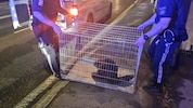 In einer Transportbox wurde der Biber wieder in die Donau gebracht.