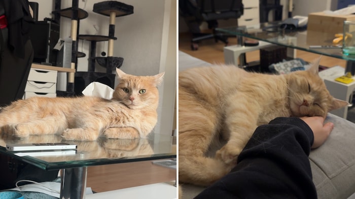 Der süße Kater soll bitte wieder nach Hause kommen!