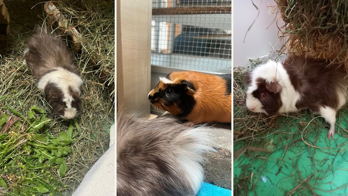 Tiere wollen liebevolles Zuhause.