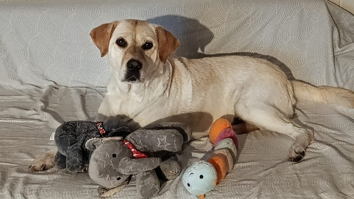 Süße Hündin sucht Kuschelpartner.