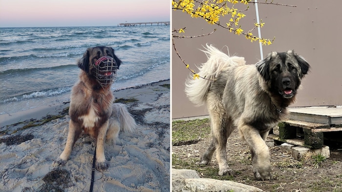 „Mila“ würde gerne neue Abenteuer erleben.