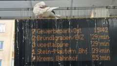 Tauben und ihre Hinterlassenschaften sorgen rund um den Kremser Bahnhof für Ärger. Ein ...